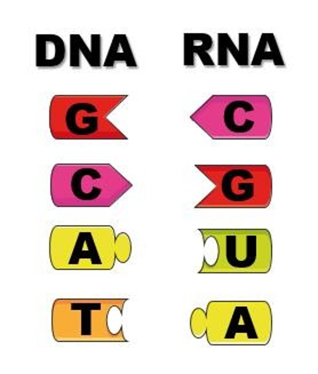 <p>A -----> U (Uracil)</p><p>T -----> A</p><p>G ----> C</p><p>C ----> G</p>