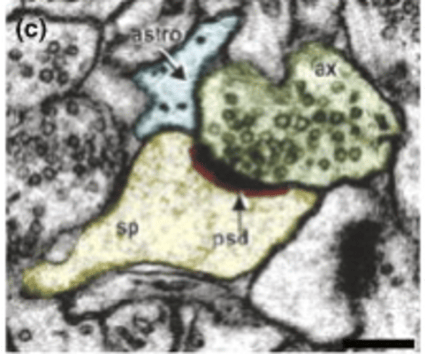 <p>Neurons and astrocytes can ____________ neurotransmitters to ________________ __________</p>
