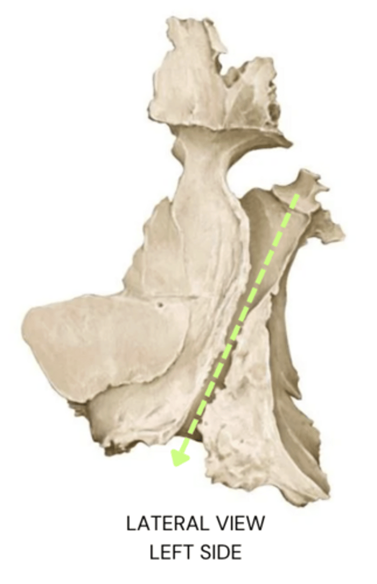 knowt flashcard image