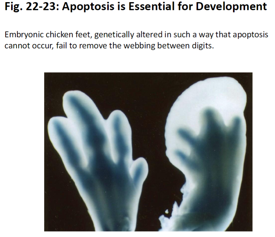 <p><strong>Example: Embryonic Chicken Feet</strong><br> When apoptosis is blocked, webbing between digits is not removed<br> Shows that programmed cell death is essential for shaping tissues during development</p>