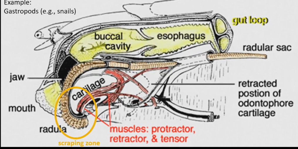 <ul><li><p>Brown thing in picture</p></li><li><p>Larger than we initially thought, scrapping zone is what we see on outside</p></li><li><p>Protractor muscles that stick radula out, retractor pulls it back in, and a tensor operate the function</p></li></ul><p></p>