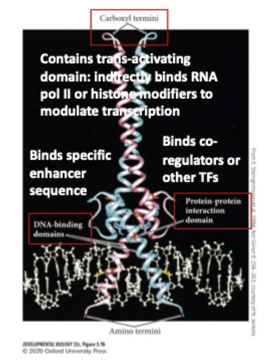 <p>how do transcription factors regulate gene transcription? </p>
