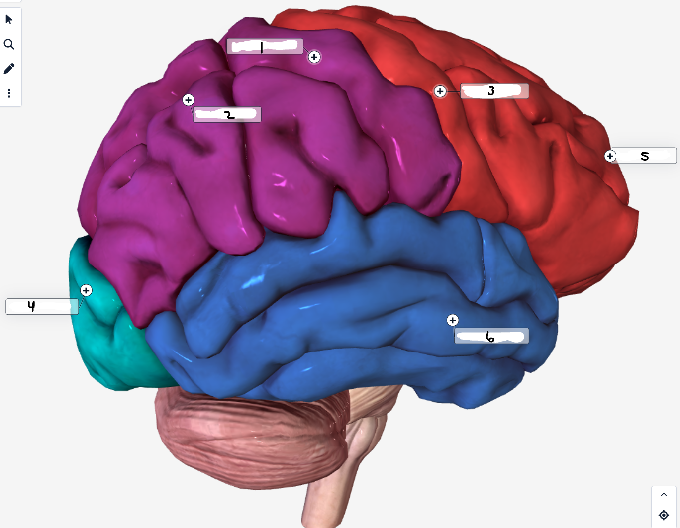 <p>Label the lobes of the cerebrum </p>