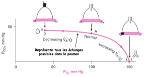 <p><span>Non, ce sont des caricatures. En réalité, les rapports V/Q dans le poumon sont très variables.</span></p>