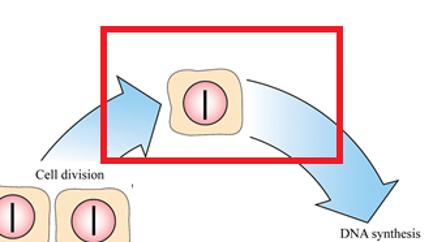 <p>-Growth</p><p>-The primary growth phase</p><p>-(G = Gap)</p><p>-Gap between completion of mitosis and the beginning of S phase (DNA synthesis)</p><p>-Protein synthesis occurs and the cell grows to about double its original size. More organelles are produced, increasing the volume of the cytoplasm</p><p>-Diploid cell produces enzymes for DNA replication (DNA helicase, polymerase, ligase)</p>