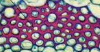 <p>What is this type of cell?</p>