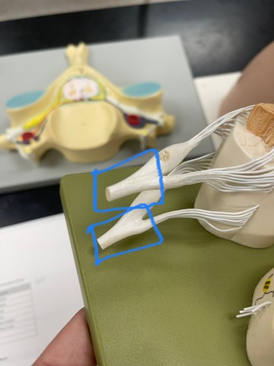 <p>Mixed nerve where dorsal and ventral roots merge</p>