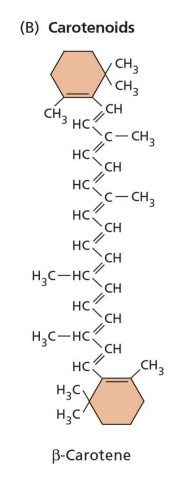<ul><li><p><strong><span>FUNCIÓ: </span></strong><span>Pigments accessoris: ajuden a la clorofil·la en la captació de la llum</span></p><ul><li><p><span>Absorbeixen el </span><u><span>tronja</span></u></p></li><li><p><span>Anell en els 2 exrems</span></p></li></ul></li></ul><p>&nbsp;</p>
