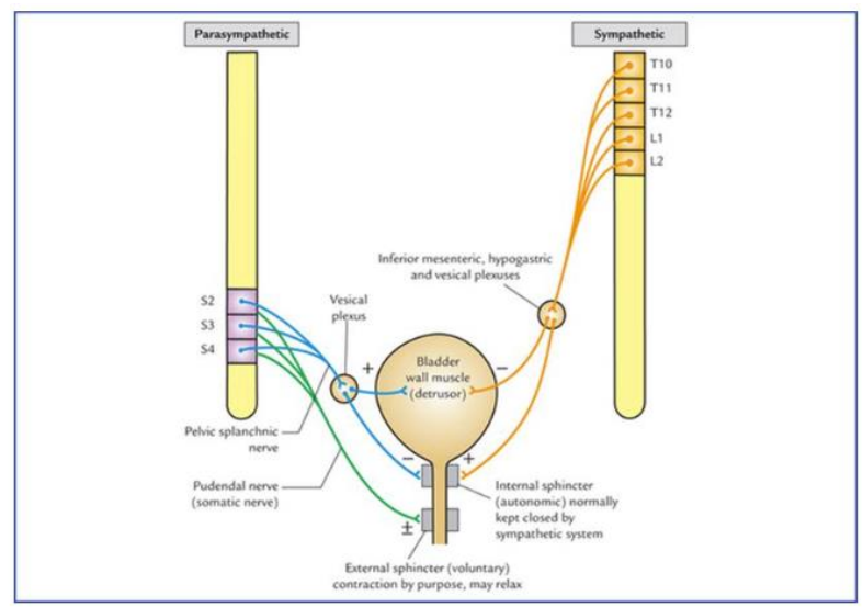 <p>- bladder is innervated by the parasympathetic pelvic splanchnics (from S2-S4) and sympathetics originating from T10 to L2</p><p>- Pudendal nerve is somatic innervation for the EUS</p>