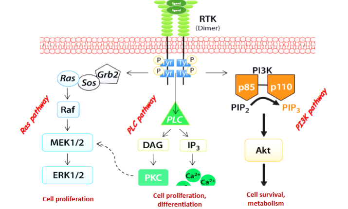 <ol><li><p>Ras pathway → cell proliferation</p></li><li><p>PLC pathway → cell proliferation/differentiation</p></li><li><p>PI3K pathway → cell survival and metabolism</p></li></ol><p></p>