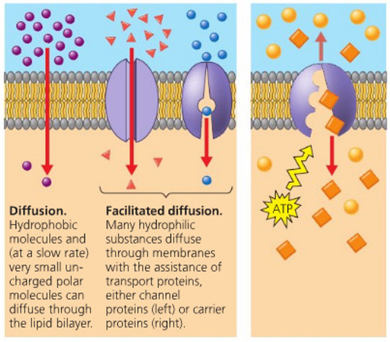 <p>Diffusion through protein channels</p>