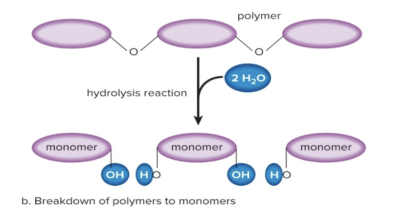 <p>Breaking polymers down into monomers by adding a water molecule</p>