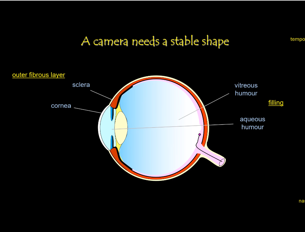 <p>The rigid shape of the eye is maintained mainly by:</p><p class="p1">• Sclera — tough outer coat that protects and maintains globe shape</p><p class="p1">• Cornea — transparent front surface, also contributes rigidity</p><p class="p1">• Vitreous humour — gel filling the posterior cavity keeping retina pressed against pigment epithelium</p><p class="p1">• Intraocular pressure — pressure from aqueous humour maintains the eyeball shape</p><p></p><ul><li><p>A stable, round shape is essential so the focal distance stays constant.</p></li><li><p>The sclera forms a tough outer shell that resists deformation.</p></li><li><p>This rigidity ensures images remain sharply focused on the retina.</p></li></ul><p></p><p>Role of the fluids</p><ul><li><p>Aqueous humour fills the front chamber of the eye.</p></li><li><p>It maintains internal pressure and nourishes avascular tissues.</p></li><li><p>Vitreous humour fills the main cavity of the eye.</p></li><li><p>It supports the retina and preserves the spherical shape.</p></li></ul><p></p><p class="p1">These ensure a stable optical system for forming images.</p>