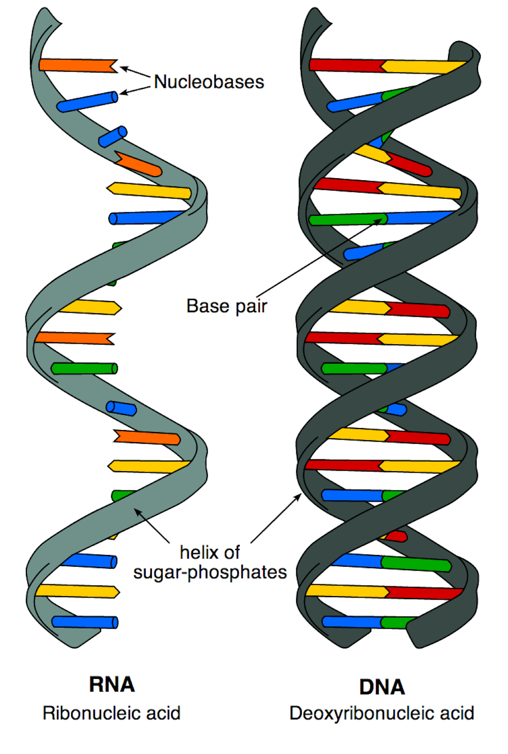 <p>Ribonucleic acid, a molecule that plays several roles in the coding, decoding, regulation, and expression of genes.</p>