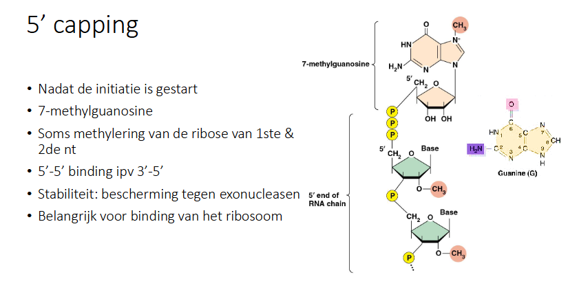 <p>Nadat de initiatie is gestart wordt een 7-methylguanosine covalent gebonden aan uiteinde</p><p>Soms is er ook een methylering van de ribose van het 1e en 2e nt</p><p>RNA pol kan de novo starten en dys heeft het eerste nucleotide 3 fosfate hangen aan uiteinde, deze worden dan neit aan de 3’ OH van 7-methylguanosine gebonden, maar aan de 5’ waardoor je een 5’-5’ binding hebt ipv een 3’-5’ zoals normaal</p><ul><li><p>Functie: stabiliteit bieden en beschermen tegen exonucleasen</p></li><li><p>belangrijk voor binding ribosoom omdat deze de 5’ capping gebruikt om mRNA te herkennen</p></li></ul><p></p>