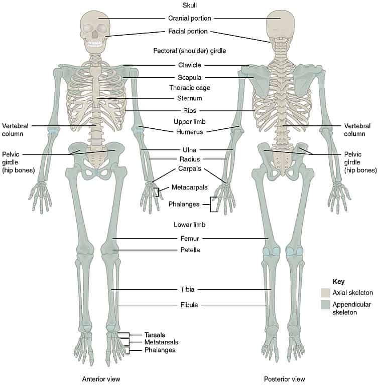 <p><span style="color: rgb(43, 49, 80)">Which of the following anatomical terms is correctly matched with its meaning?</span></p>