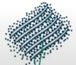 <p>3 Parts of ER:</p><ul><li><p>These are flattened, unbranched, sac-like element </p></li></ul><ul><li><p>They lie in stacks parallel to one another</p></li><li><p>They bear ribosomes on the surface</p></li></ul><p></p>