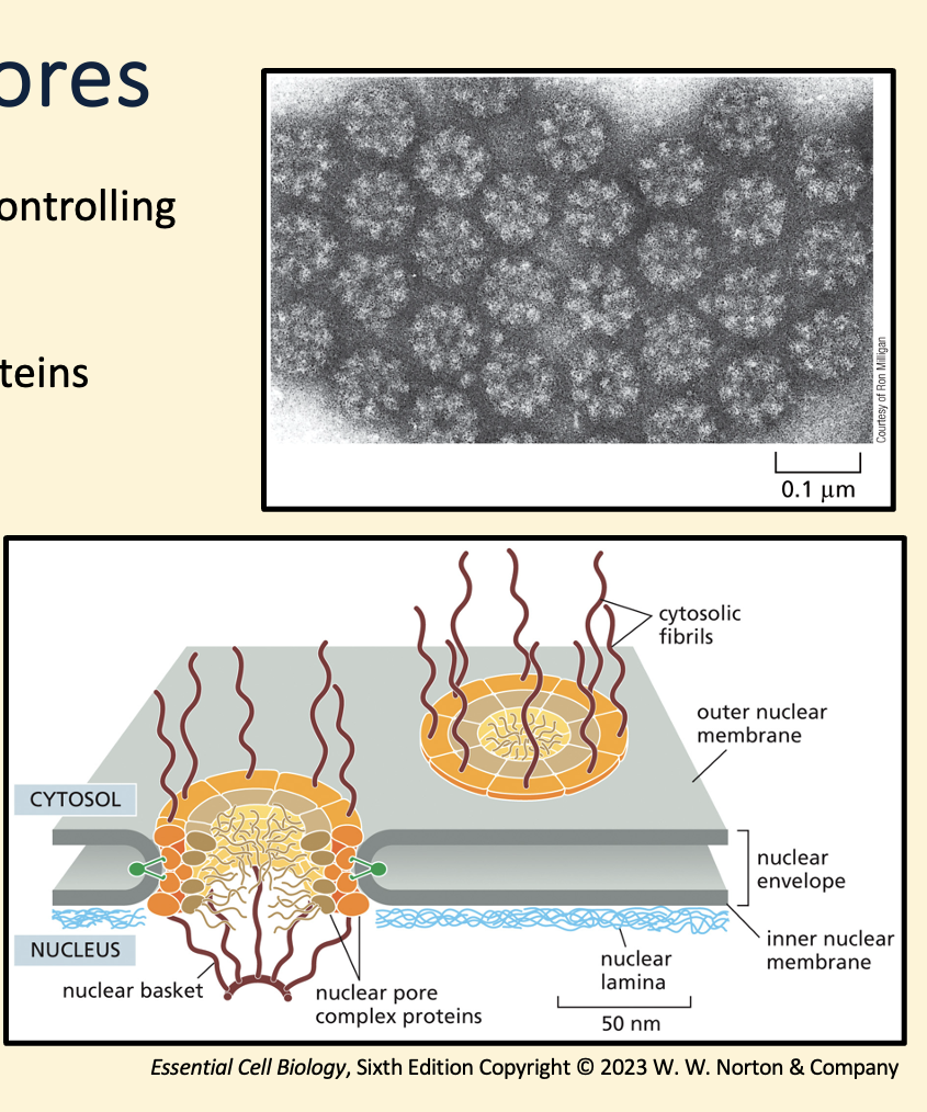 <ul><li><p>Nuclear pores pass through both nuclear membranes controlling what can pass into and out of the nucleus </p></li><li><p>The center of the pore is lined with protein which are largely unstructured forming a “kelp-forest” like barrier to larger molecules but allowing small molecules to diffuse through</p><p></p></li></ul><p></p>