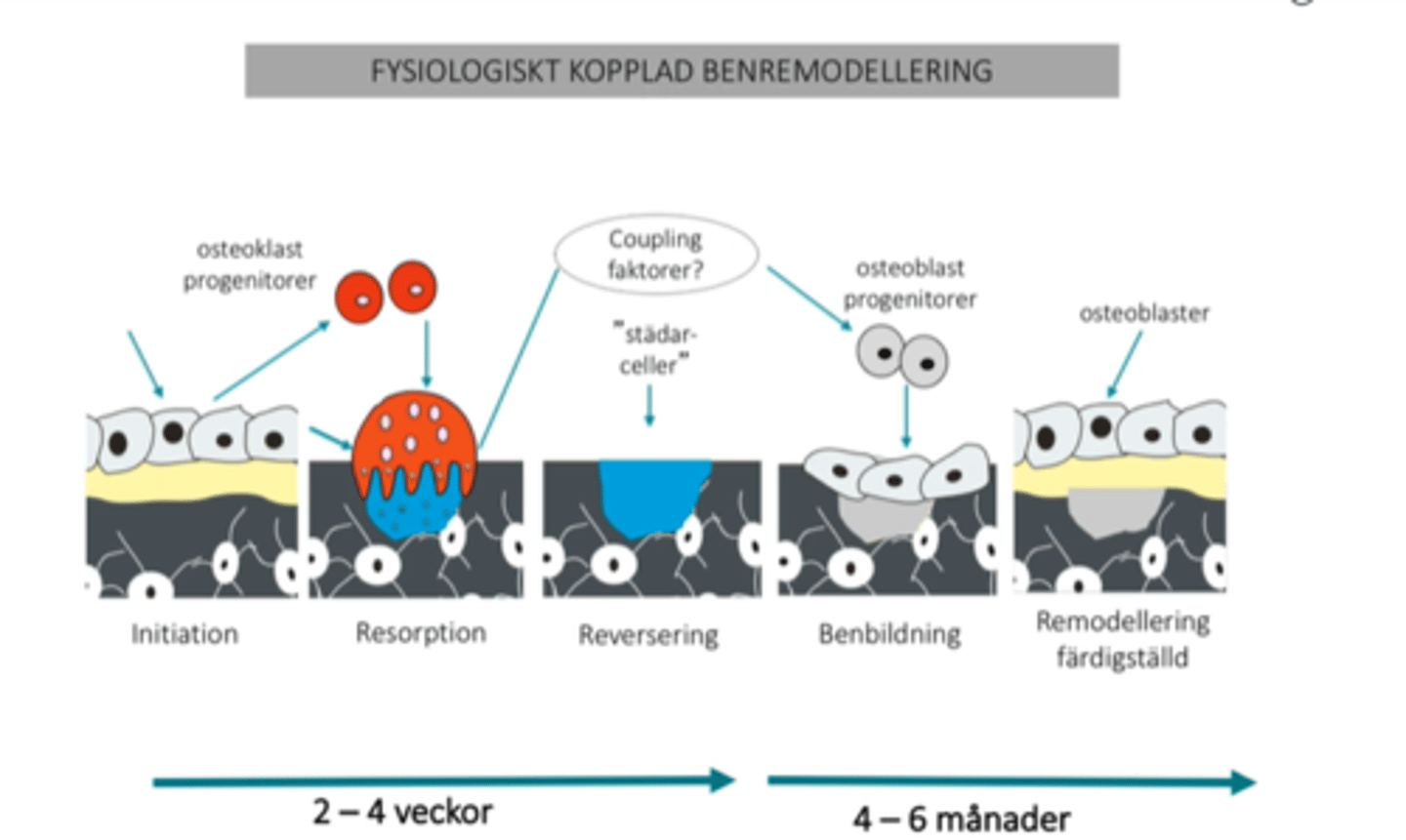 <p>RANK = receptor på ytan av preosteoklaster och osteoklaster som vid aktivering främjar aktivering och överlevnad av osteoklaster</p><p>RANKL = ligand som binder till RANK-receptorn och aktiverar osteoklaster</p><p>OPG = falsk receptor som binder till RANKL och förhindrar RANKL att interagera med RANK samt därmed aktiveringen av osteoklaster</p>