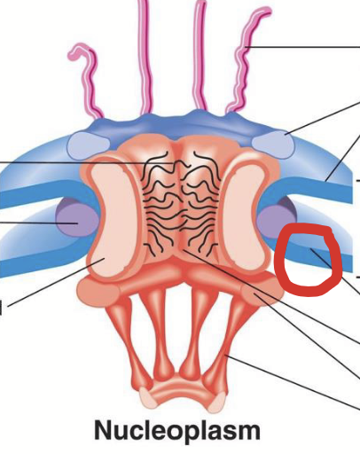 <p><strong><u>Part of the nuclear pore complex (NPC)</u></strong>.</p><p>Aqueous channel formed by the central scaffold in the nuclear pore complex. A ~20-40 nm wide pore.</p><p>The inner surface is lined by FG nucleoporins.</p>
