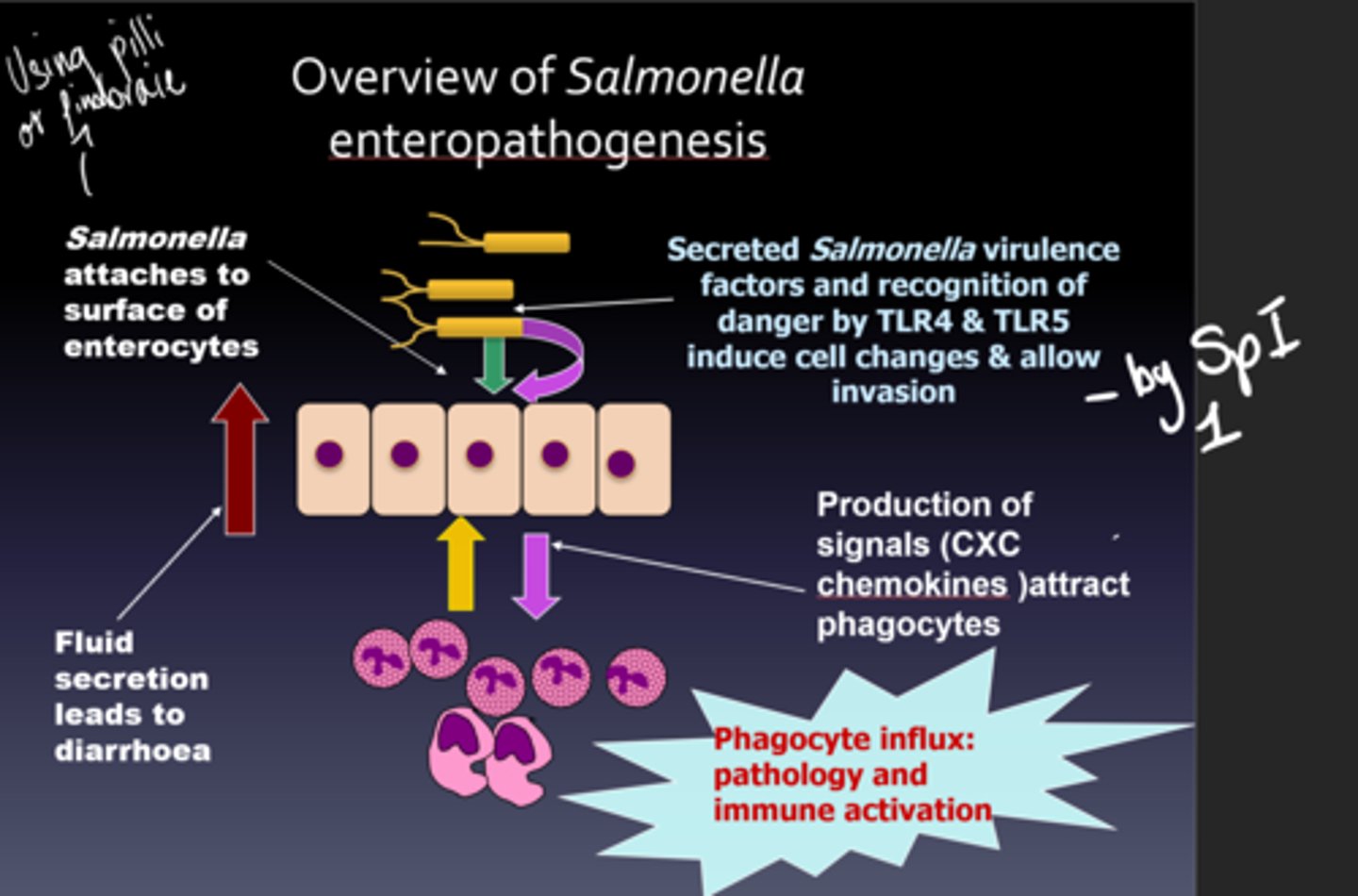 <p>Salmonella enteropathogenesis.</p>