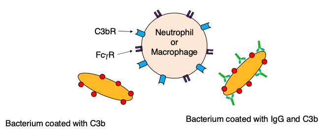 <p>IgG and/or C3b</p>