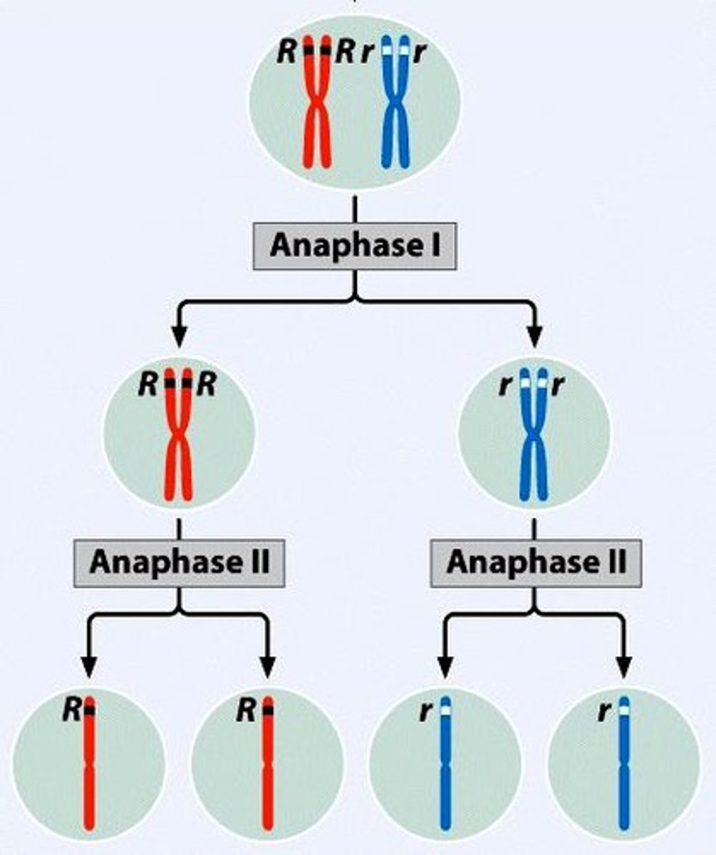 <p>Cell division producing gametes with half chromosomes.</p>