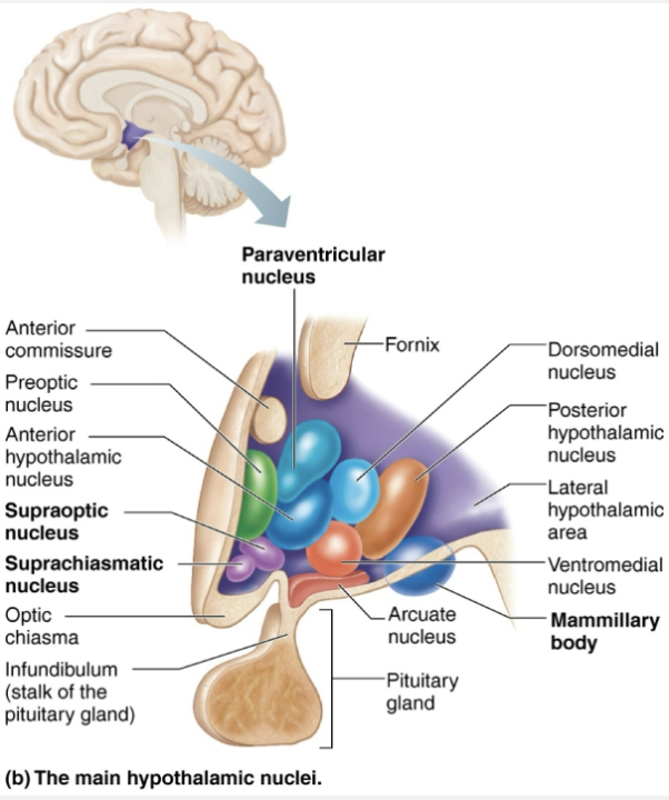 <p><code>Diencephalon Subdivision (2/3)</code></p><ul><li><p><strong>STRUCTURE</strong></p><ul><li><p><mark data-color="purple" style="background-color: purple; color: inherit">Located below thalamus</mark></p></li><li><p>Forms cap over brain stem and <span style="color: purple"><strong><mark data-color="purple" style="background-color: purple; color: inherit">forms inferolateral walls of third ventricle</mark></strong></span></p></li><li><p>Contains many important nuclei such as:</p><ol><li><p><strong>Mammillary bodies </strong>→ paired anterior nuclei that act as olfactory relay stations</p></li><li><p><strong>Infundibulum</strong> → stalk that connects to pituitary gland</p></li></ol></li></ul></li><li><p><strong>FUNCTION</strong></p><ul><li><p><span style="color: red"><strong>Main visceral control and regulating center that is vital to homeostasis</strong></span></p></li><li><p>Chief homeostasis controls:</p><ol><li><p>Controls autonomic nervous systems</p><ul><li><p><span style="color: green"><strong>EX: BP, rate and force of heartbeat, digestive tract motility, pupil size</strong></span></p></li></ul></li><li><p>Initiates physical responses to emotions</p><ul><li><p><span style="color: green"><strong>Part of limbic system</strong></span> → perceives pleasure, fear, rage, biological rhythms, and sex drive</p></li></ul></li><li><p>Regulates body temp</p><ul><li><p><span style="color: green"><strong>Sweating or shivering</strong></span></p></li></ul></li><li><p>Regulates hunger and satiety in response to nutrient blood levels or hormones</p></li><li><p>Regulates sleep-wake cycle s</p><ul><li><p><span style="color: green"><strong>Suprachiasmatic nucleus</strong></span> of thalamus sets out <span style="color: green"><strong>biological clock</strong></span></p></li></ul></li><li><p>Controls endocrine system function</p><ul><li><p><span style="color: green"><strong>Secretions of anterior pituitary gland</strong></span></p></li><li><p><span style="color: green"><strong>Production of posterior pituitary hormones</strong></span></p></li></ul></li></ol></li></ul></li></ul><p></p>