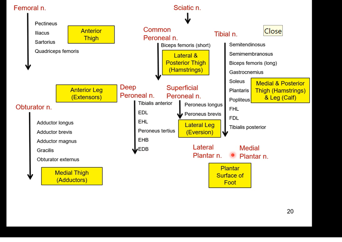 <p>SUMMARY OF WHAT EVERYTHING INNERVATES </p>