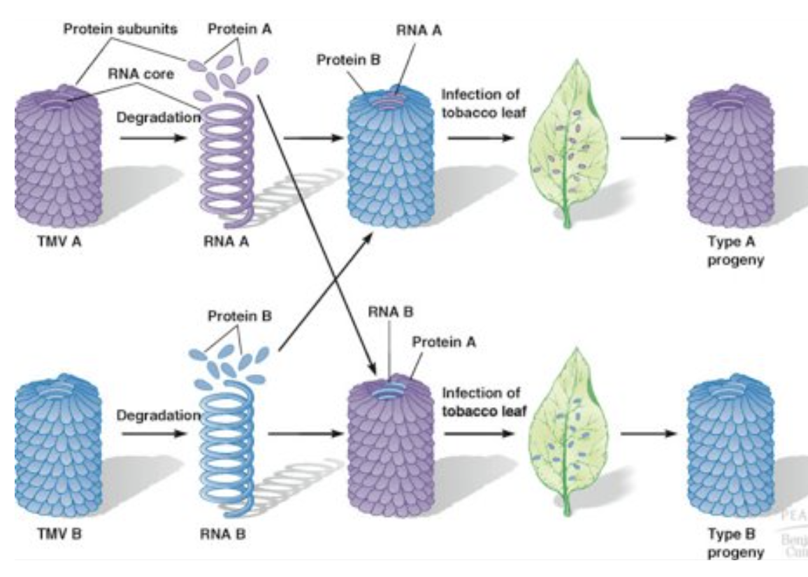 <p>Tobacco mosaic virus (TMV) composed of RNA &amp; protein</p><p>showed that when purified RNA from TMV directly applied to tobacco leaves → develop mosaic disease</p><p>*proves RNA can be genetic material NOT protein</p>
