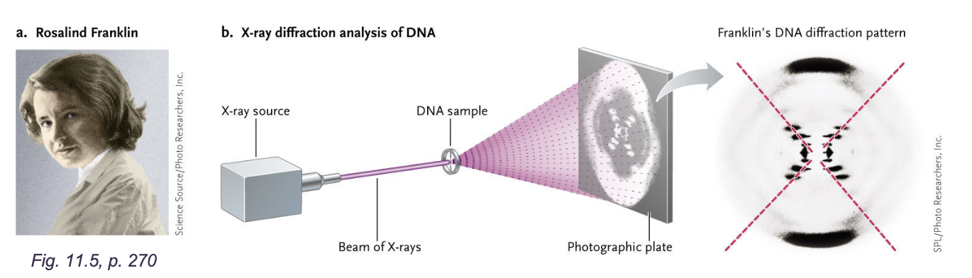 <p>X-ray diffraction studies:</p><ul><li><p>DNA molecules were CYLINDRICAL and about 2nm in diameter&nbsp;</p></li><li><p>0.34nm periodicity suggested that bases were stacked like pennies on top of one another&nbsp;</p></li><li><p>X-SHAPES pattern suggested HELIX&nbsp;</p></li><li><p>Franklin did not propose a DEFINITIVE MODEL&nbsp;</p></li><li><p>Wilikins (franklins colleague) shoes images Watson</p></li></ul><p></p>