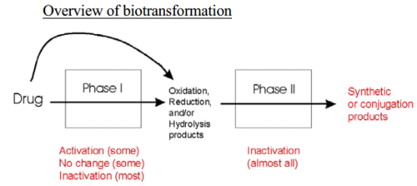 <p>the process in which enzymes convert a drug into a metabolite that is itself active, possibly in ways that are substantially different from the actions of the original substance</p>