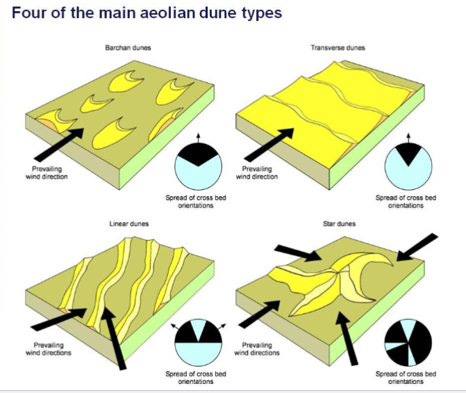 * transverse dyner 
* barchan dyner 
* linære/seif  dyner 
* stjerne-dyner 