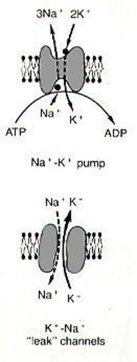 <p>The Na+-K+ pump establishes high intracellular concentrations of K+ by exchanging Na+ for K+, which is essential for maintaining the resting potential.</p>