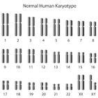<p>Karyotype</p>
