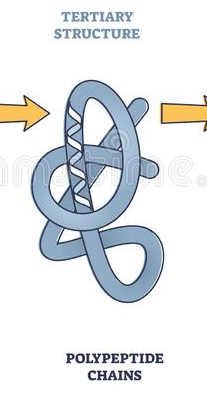 Bonds stabilizing tertiary structure between side groups