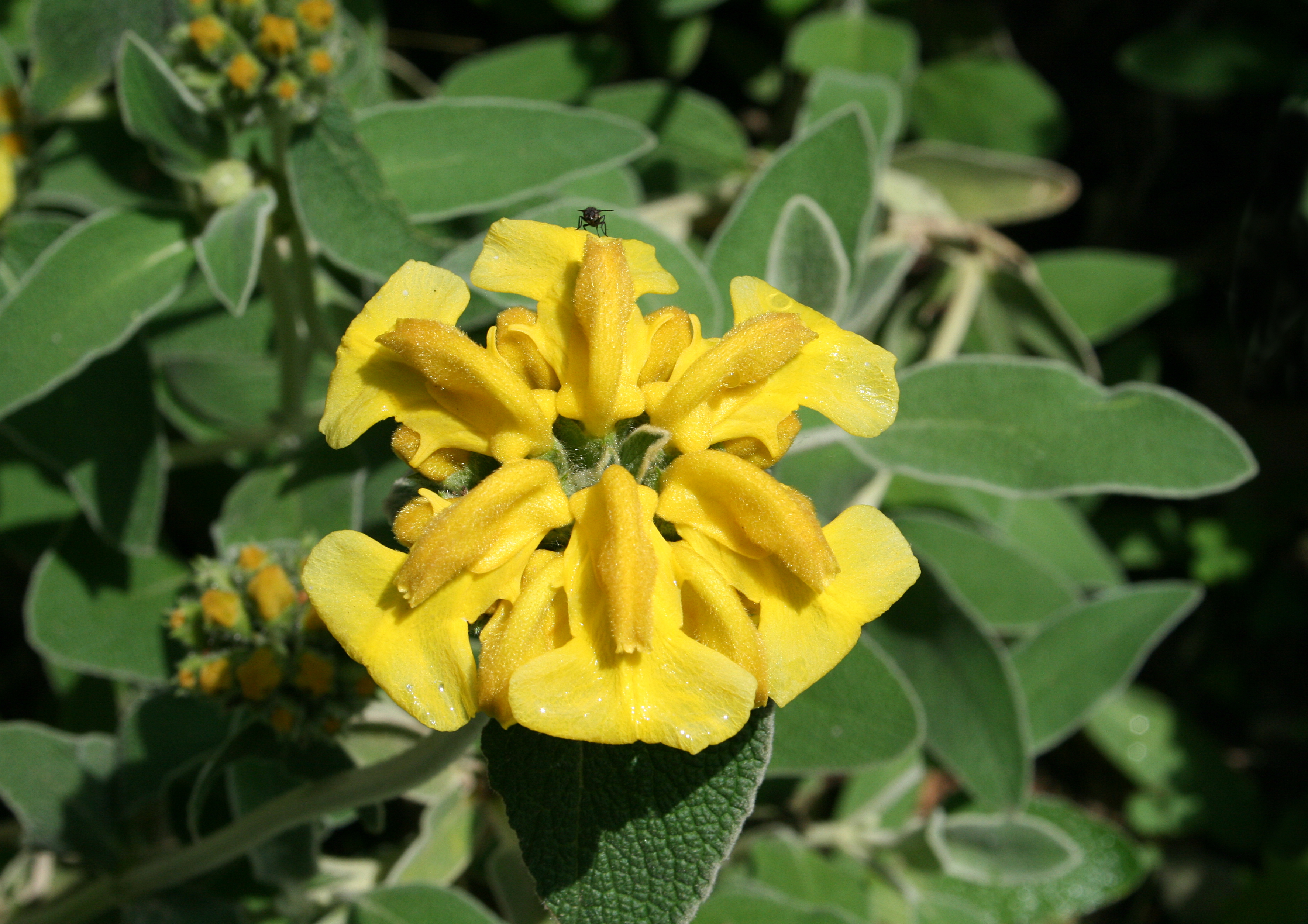 <p>Jerusalem sage - <em>Phlomis fruticosa</em></p>