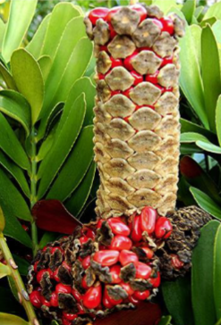 <p>Which Genus and Division does the live specimen belong to?</p>