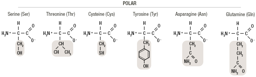 <p>Polar proteins (nucleophilic) </p>