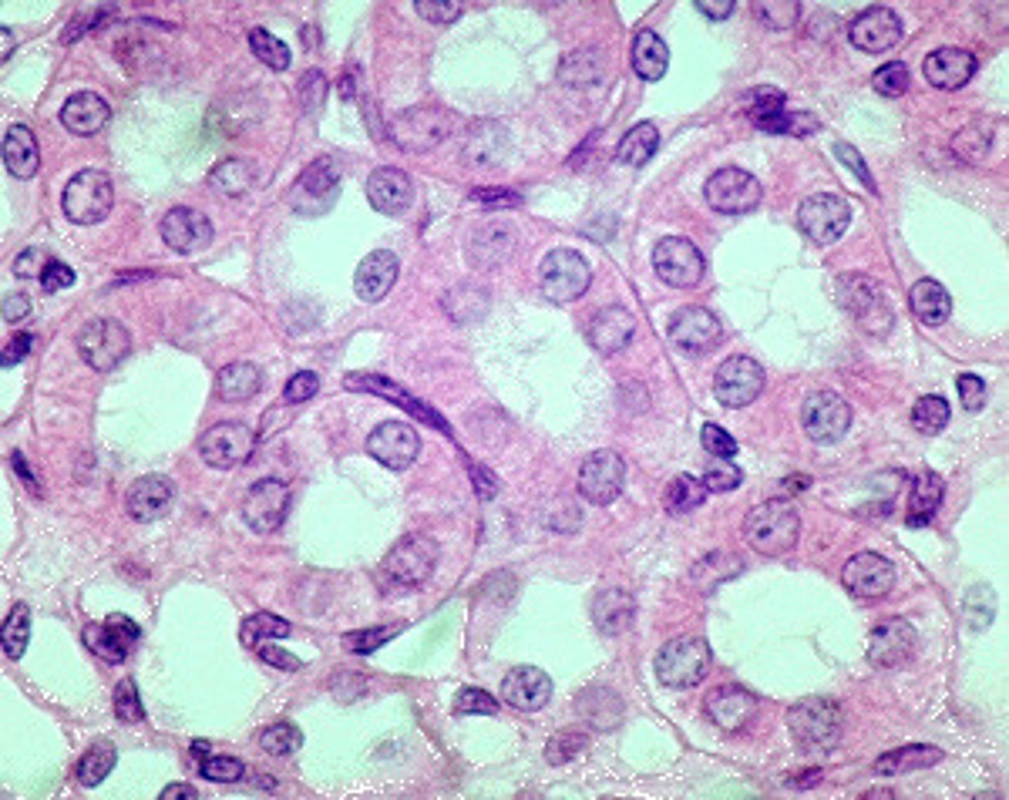 <p>found in kidneys</p>