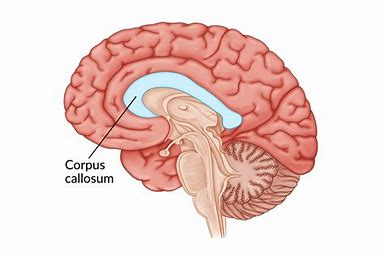 <ul><li><p>thick band of neural fibers that connect the two hemispheres of the brain</p></li><li><p>allows for communication and passage of information</p></li><li><p>each hemisphere controls the opposite side of the body</p></li></ul><p></p>