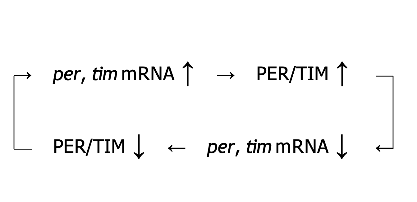 <p>Explain the period-timeless TTFL for this image.</p>