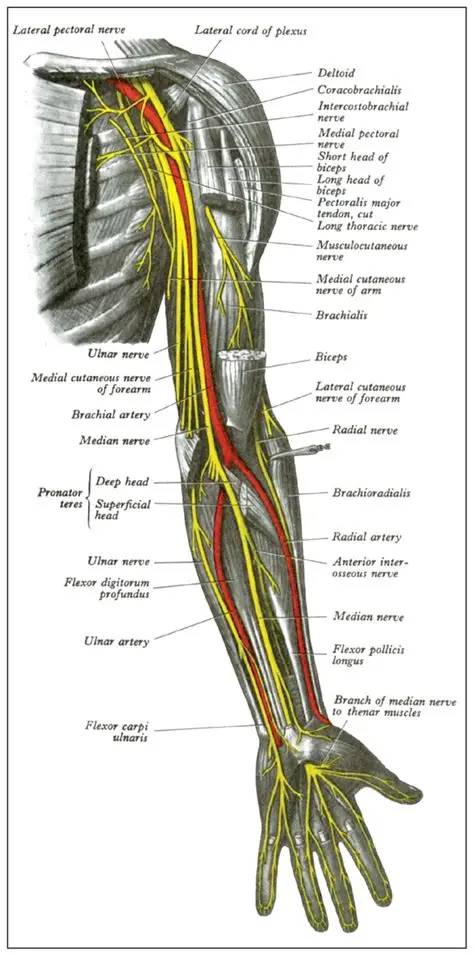 <p>Follow it between *lateral and long heads of Triceps*, spiraling toward the lateral epicondyle. It looks like a bright yellow cable. ⚡</p>