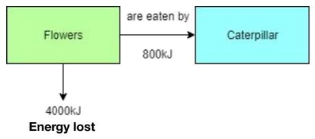 <p>Calculate the efficiency of the biomass transfer from the flowers to the caterpillar.</p>