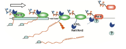 <p>combination of torpedo and allosteric model. Nuclease degrades nascent RNA from 5’ end and causes a rearrangement of the elongation complex and termination whenever it catches up to the elongation complex</p>