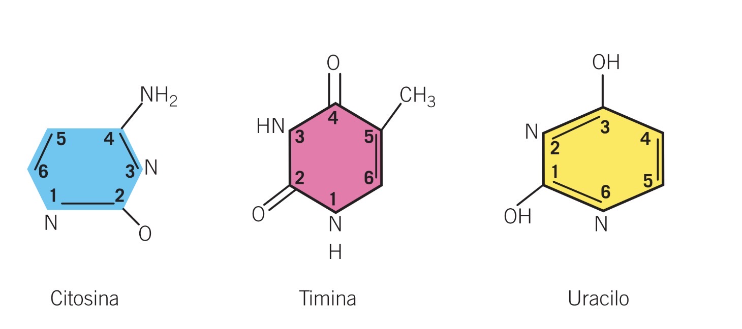 <p>Nucleosidos pirimidinicos:</p>