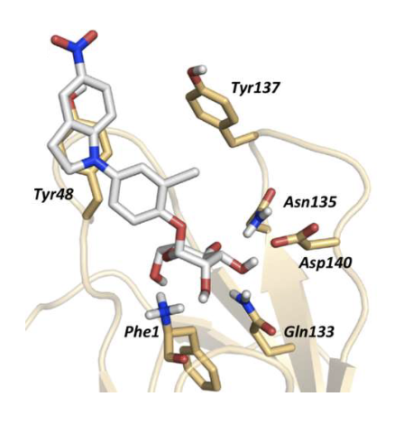 <ul><li><p>X-ray structures available</p></li><li><p>Enables rational drug design</p></li><li><p>Inhibitors = low molecular weight + high potency</p></li></ul><p></p>