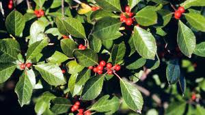 <p>multi-stem large shrub</p><p>Location: understory, swamps</p><p>Leaf: alternate, sometimes evergreen, simple, rounded</p><p>Fruit: drupe, red berry looking, white small flowers</p><p>Bark: smoothish, white bumps</p><p></p>