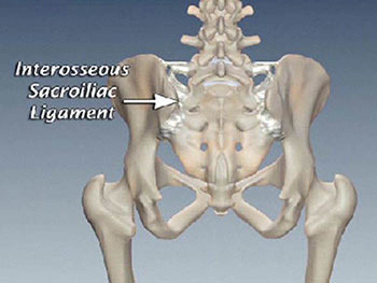 <p>deep to posterior sacroiliac ligament</p>