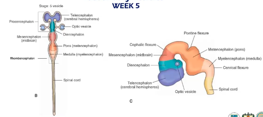 <p>5 secondary brain vecicles</p>